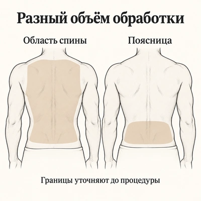 Область спины и поясница показаны раздельно